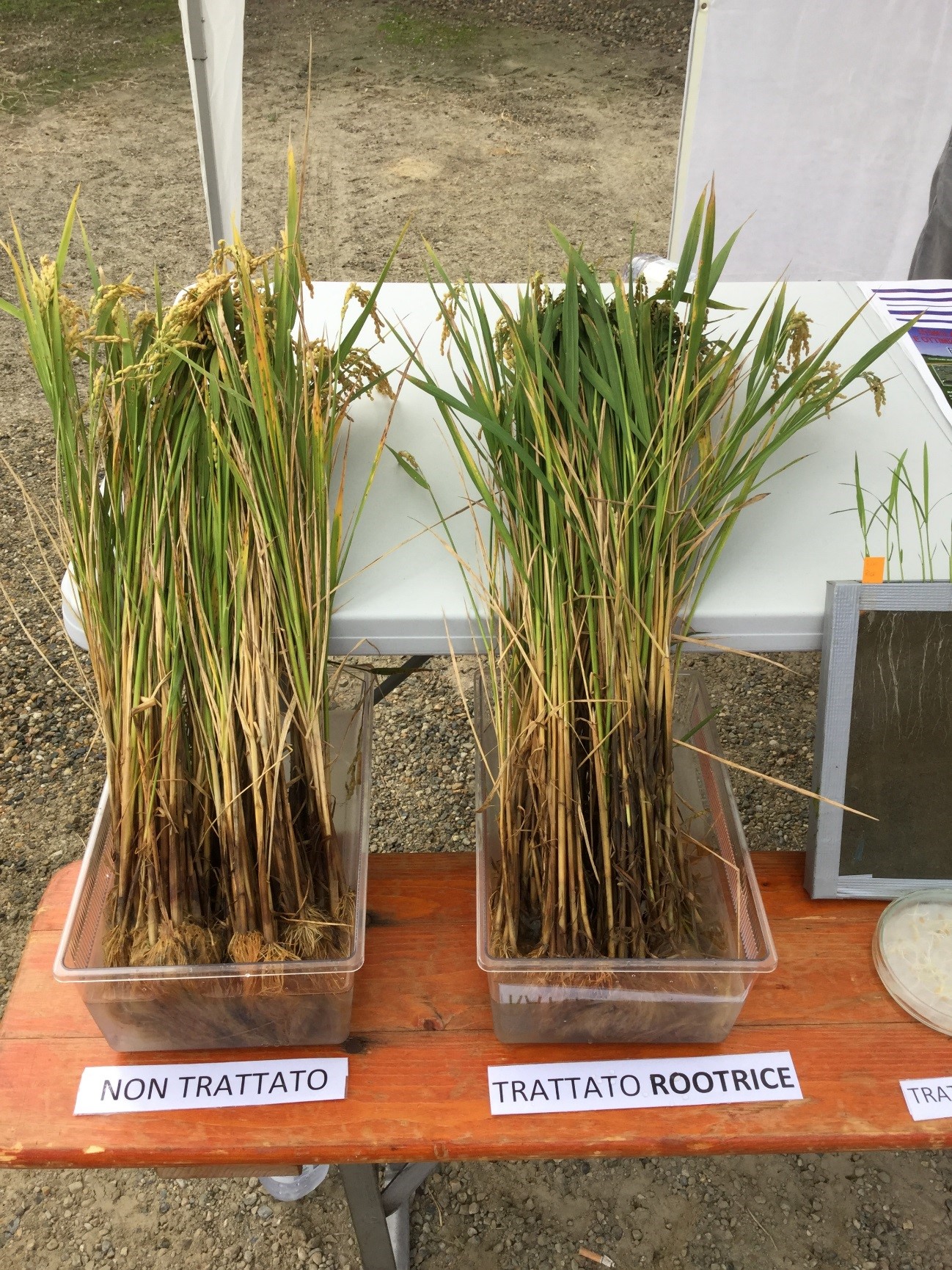 ROOT RICE in Open Day 2015 by SA.PI.SE.